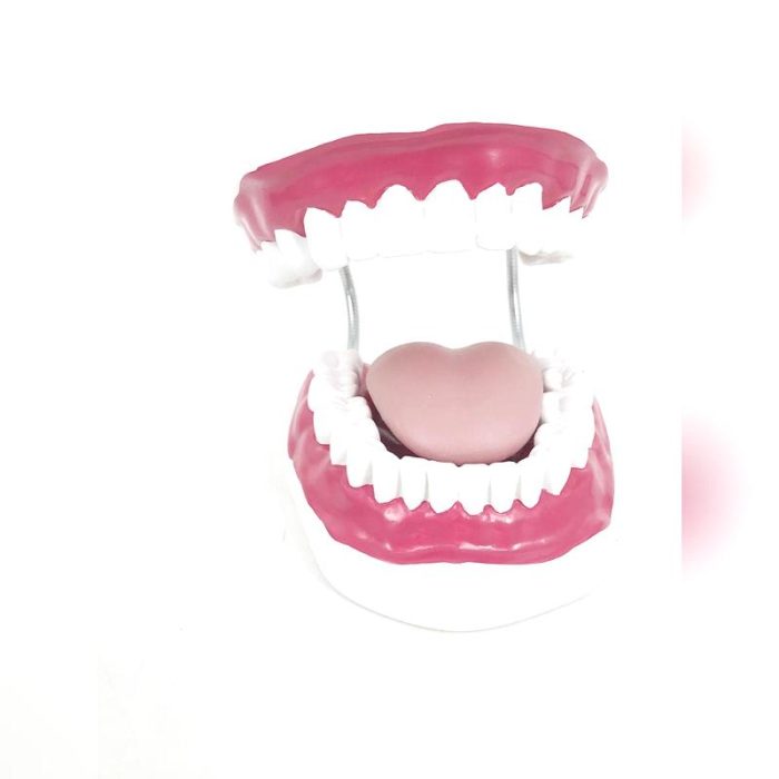 Dental Model 2