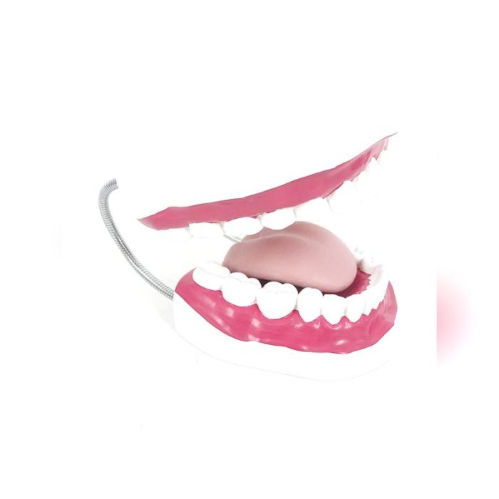 Dental Model 3