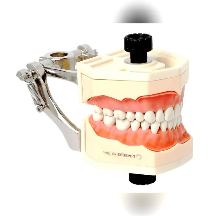 Denture Model 1