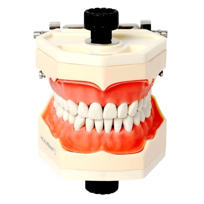 Denture Model 2